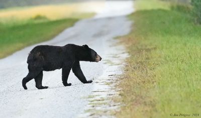 Black Bear