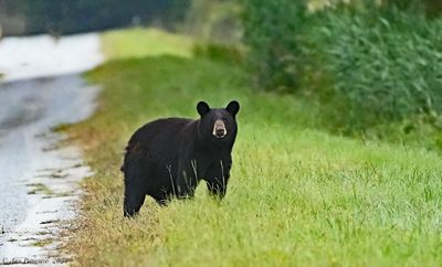Black Bear