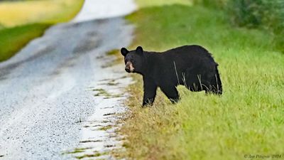 Black Bear