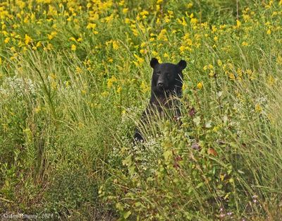 Black Bear