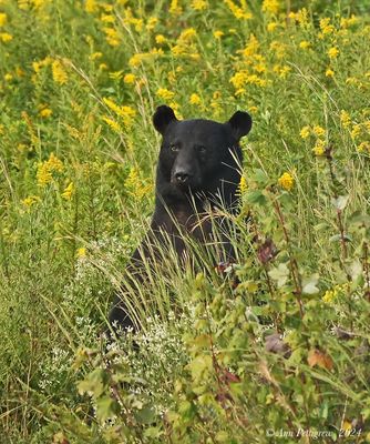 Black Bear