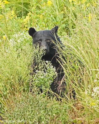 Black Bear