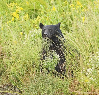 Black Bear