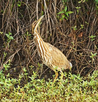 American Bittern
