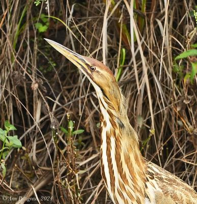American Bittern