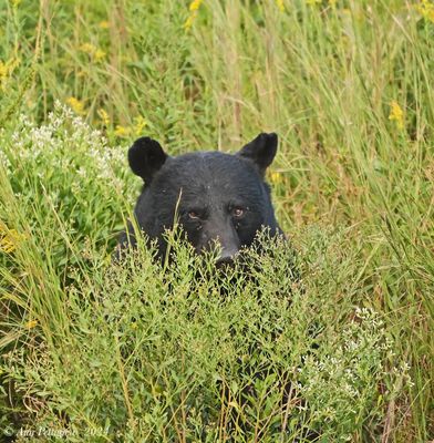 Black Bear