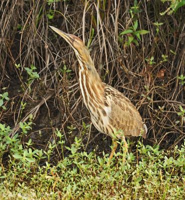 American Bittern
