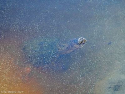 Common Snapping Turtle
