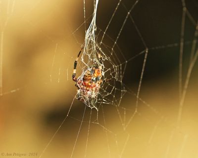 Spotted Orbweaver