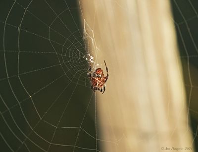 Spotted Orbweaver