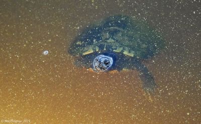 Yellow-bellied Slider