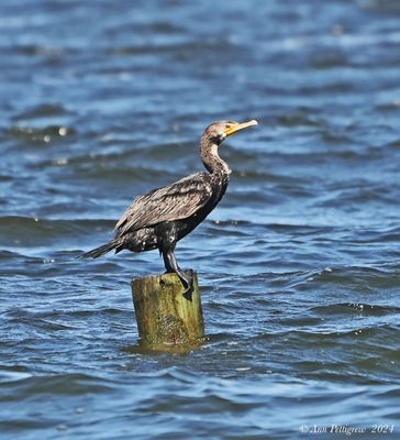 Double-crested Cormorant