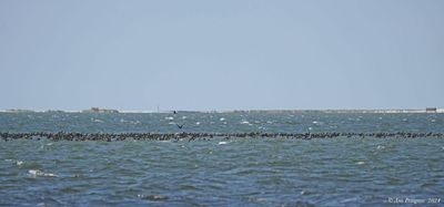 Raft of Double-crested Cormorants