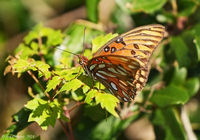 Gulf Fritillary