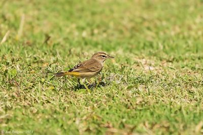Palm Warbler