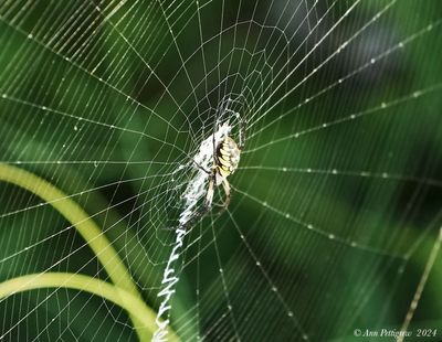 Yellow Garden Spider