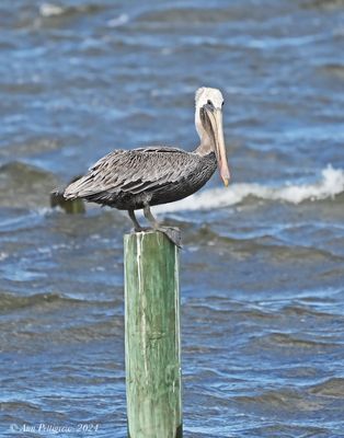 Brown Pelican