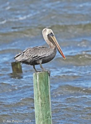 Brown Pelican