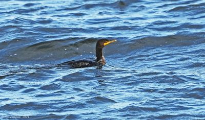 Double-crested Cormorant