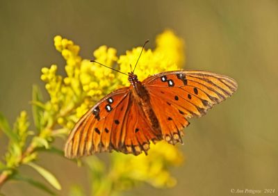 Gulf Fritillary