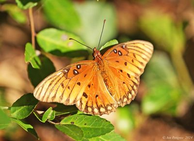 Gulf Fritillary