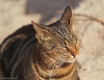 Ocracat