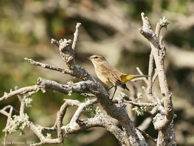 Palm Warbler