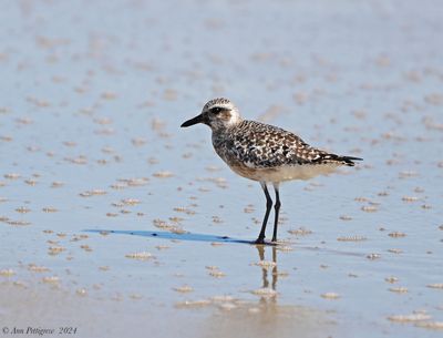 Black-bellied Plover