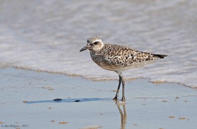 Black-bellied Plover