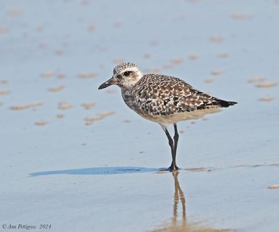 Black-bellied Plover