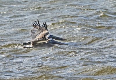 Brown Pelicans