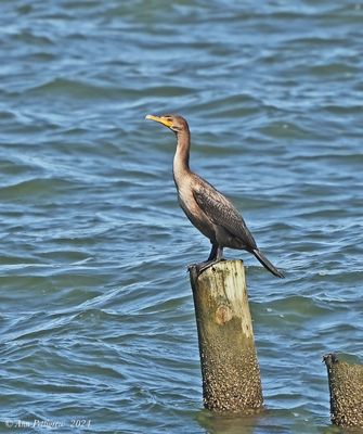 Double-crested Cormorant