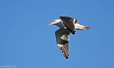 Great Black-backed Gull