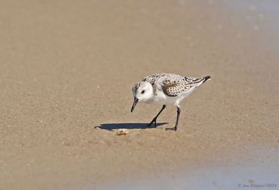 Sanderling with a Mole Crab