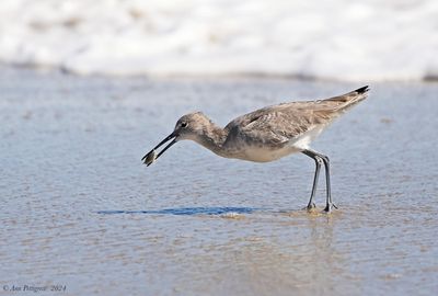 Willet with a Mole Crab