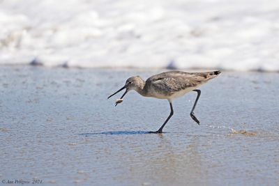 Willet with a Mole Crab