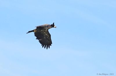 Bald Eagle - immature