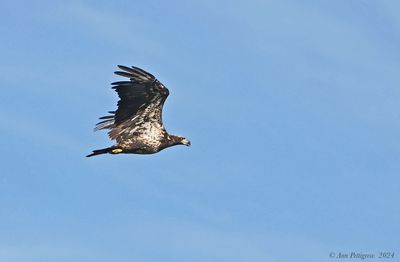 Bald Eagle - immature