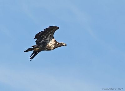 Bald Eagle - immature