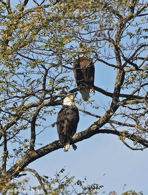 Bald Eagle Pair