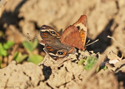 Common Buckeye