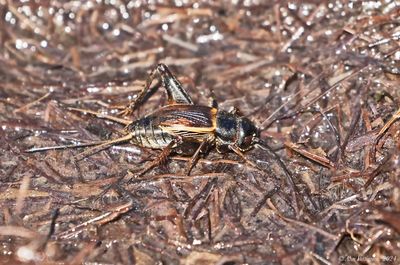 Field Cricket