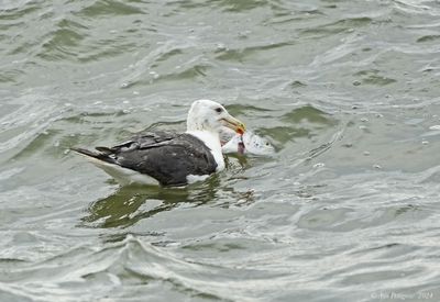 Great Black-backed Gull
