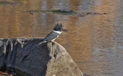 Belted Kingfisher