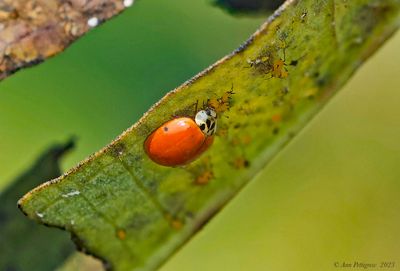 Multicolored Asian Lady Beetle feeding on Oleander Aphids