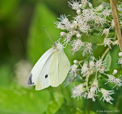 Cabbage White