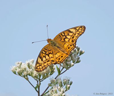 Variegated Fritillary