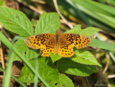 Meadow Fritillary