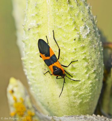Large Milkweed Bug