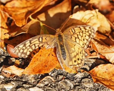 Variegated Fritillary